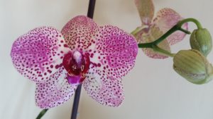 Orchid photo