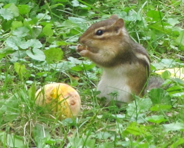 Chipmunk Eating Peach, by Rosangela C. Taylor